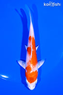 5.25" HARIWAKE