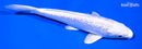 6" GINRIN PLATINUM OGON