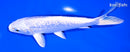 6" GINRIN PLATINUM OGON