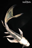 5.5" DOITSU GIN MATSUBA BUTTERFLY