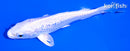 5.25" GINRIN PLATINUM OGON
