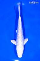 6" GINRIN PLATINUM OGON