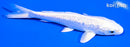5.25" GINRIN PLATINUM OGON