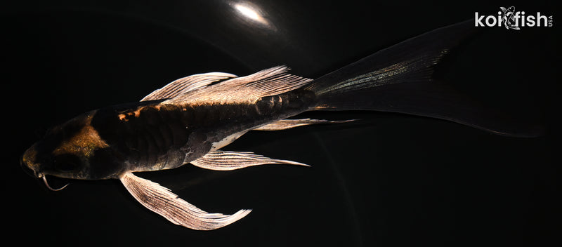 5.25" KABUTO BUTTERFLY