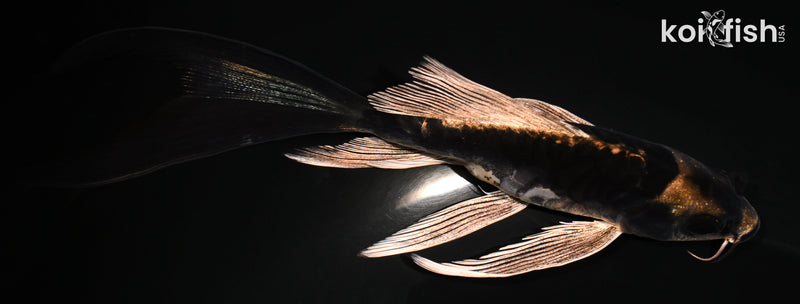 5.25" KABUTO BUTTERFLY