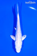 5.25" GINRIN PLATINUM OGON