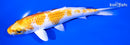 6.5" HARIWAKE