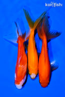 PACK OF (3) 4-5" WAKIN GOLDFISH