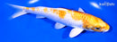 6.5" HARIWAKE