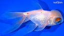 5.25" TELESCOPE ORANDA GOLDFISH