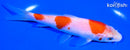 5.75" KOHAKU