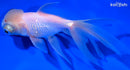 5.25" TELESCOPE ORANDA GOLDFISH