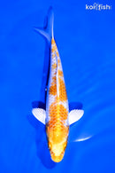6.5" HARIWAKE