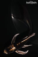 5.25" KABUTO BUTTERFLY