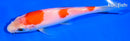 5.75" KOHAKU