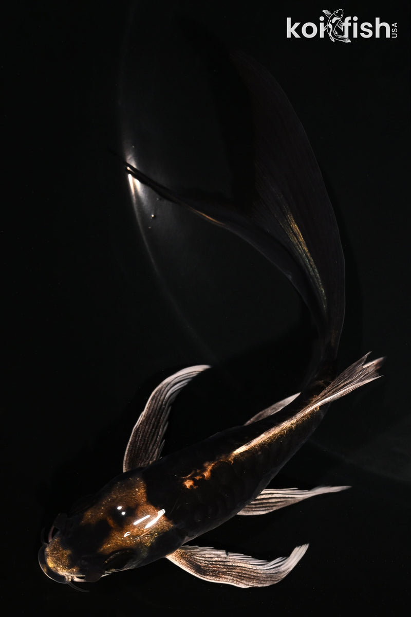 5.25" KABUTO BUTTERFLY