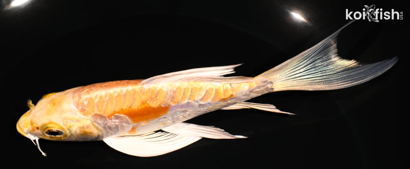 5.75" DOITSU HARIWAKE BUTTERFLY