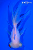 5.25" TELESCOPE ORANDA GOLDFISH