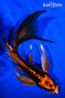 8" BENI KIKOKURYU BUTTERLFY
