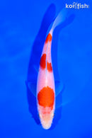 5.75" KOHAKU