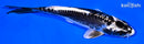 6.25" KIKOKURYU
