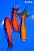 PACK OF (3) 4-5" WAKIN GOLDFISH
