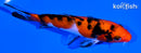 5.25" AKA SANKE