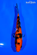 5.25" AKA SANKE