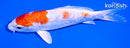5.75" ARAGOKE KIKUSUI