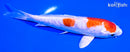 5.75" ARAGOKE KIKUSUI