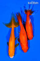 PACK OF (3) 4-5" WAKIN GOLDFISH