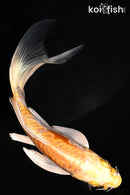 5.75" DOITSU HARIWAKE BUTTERFLY