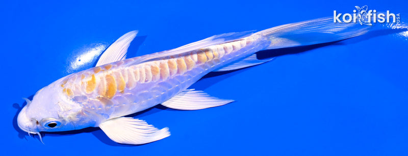 5.25" ARAGOKE HARIWAKE BUTTERFLY