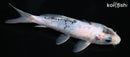 6.25" BENI MATSUKAWABAKE
