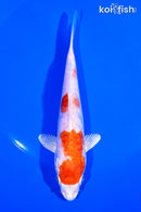 5.75" ARAGOKE KIKUSUI