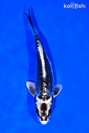 6.25" KIKOKURYU