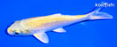 5.5" YAMABUKI OGON