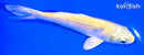 5.5" YAMABUKI OGON