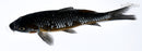6.25" OCHIBA SHIGURE