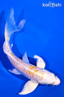 5.25" ARAGOKE HARIWAKE BUTTERFLY