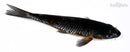 6.25" OCHIBA SHIGURE