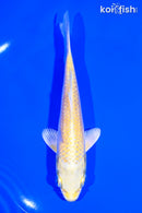 5.5" YAMABUKI OGON