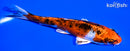 5.25" YAMATO NISHIKI