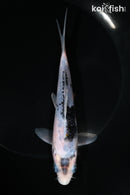 6.25" BENI MATSUKAWABAKE