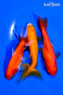 PACK OF (3) 4-5" WAKIN GOLDFISH