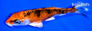 5.25" YAMATO NISHIKI