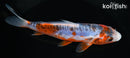 5.75" HI SHUSUI