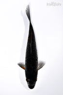 6.25" OCHIBA SHIGURE