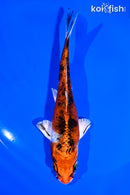 5.25" YAMATO NISHIKI