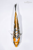 6" BENI KIKOKURYU